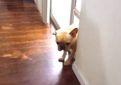 【面白動画】飼い主に「ペンをかじった？」と聞かれた犬の反応