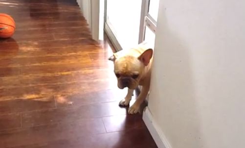 【面白動画】飼い主に「ペンをかじった？」と聞かれた犬の反応