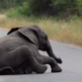 【面白動画】赤ちゃんゾウが「もう歩きたくない！」と道路の真ん中に寝転がると。。。