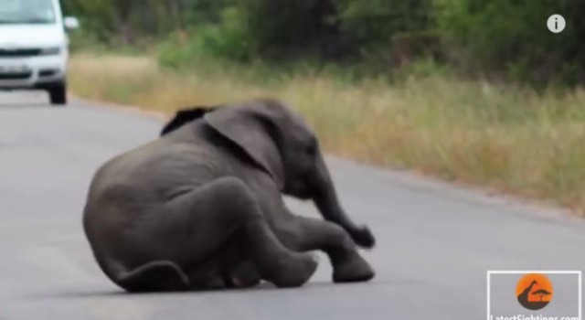 【面白動画】赤ちゃんゾウが「もう歩きたくない！」と道路の真ん中に寝転がると。。。
