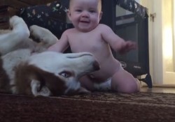 【癒し動画】優しいハスキー犬と赤ちゃんは大の仲良し