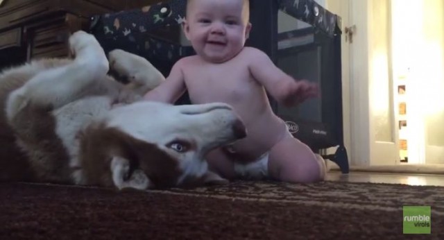 【癒し動画】優しいハスキー犬と赤ちゃんは大の仲良し
