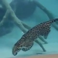 【動画】ジャガーが水に潜って小魚を捉え水中で食べる！