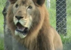 【感動動画】13年振りに大地の上を歩いたライオン