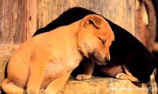 【面白動画】どうして我慢するの？睡魔と闘う犬とねこ達