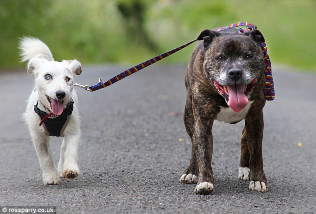 盲目のジャック・ラッセル犬のガイド犬は親友のブルテリア犬