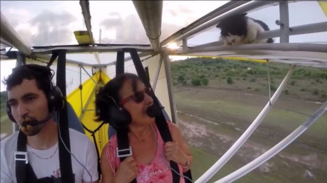 【驚愕動画】空飛ぶ飛行機の羽にねこさんが！（イギリス）