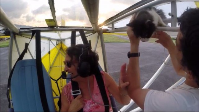 【驚愕動画】空飛ぶ飛行機の羽にねこさんが！（イギリス）