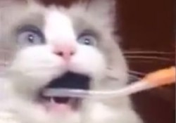 【面白動画】初めて歯ブラシの感触を知ったねこのリアクションが笑える！