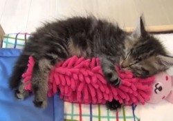 【癒し動画】可愛過ぎる！ぬいぐるみを抱きしめて寝言を言う仔猫の寝姿