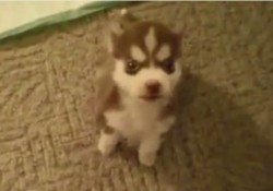 【動画】超絶カワイイ！ハスキーの仔犬のお返事
