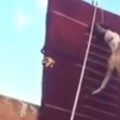 【驚愕動画】3.9メータージャンプする犬