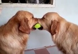 【面白動画】2匹のゴールデンレトリバー犬が1つのボールを取り合っていると。。。