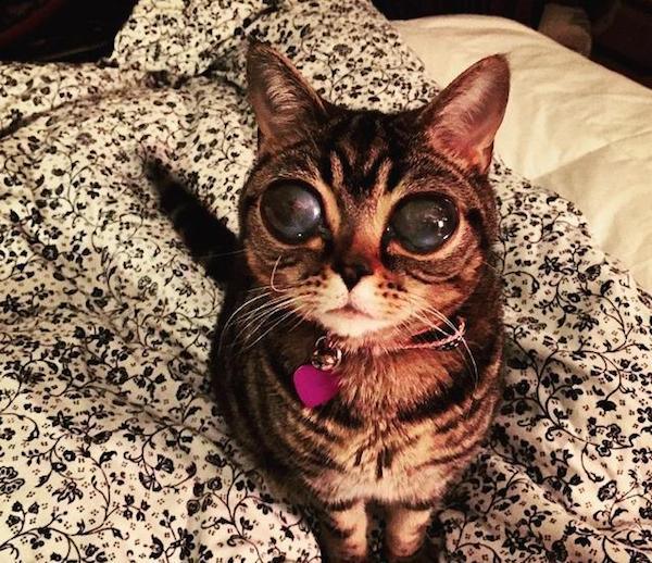 エイリアンのような大きな目を持つ猫のマチルダさん
