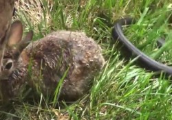 【動画】ヘビに子どもを襲われそうになったお母さんウサギがめちゃ強い