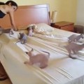【面白動画】9匹のスフィンクスの仔猫がベッドメイキングのお手伝い