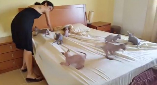 【面白動画】9匹のスフィンクスの仔猫がベッドメイキングのお手伝い