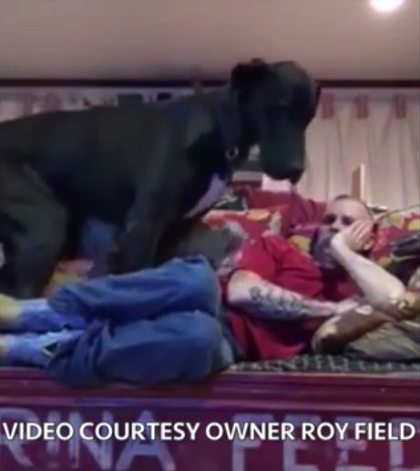 【面白動画】グレート・デーン犬が大きな体を持て余し、飼い主さんとリラックスして寝ころべない