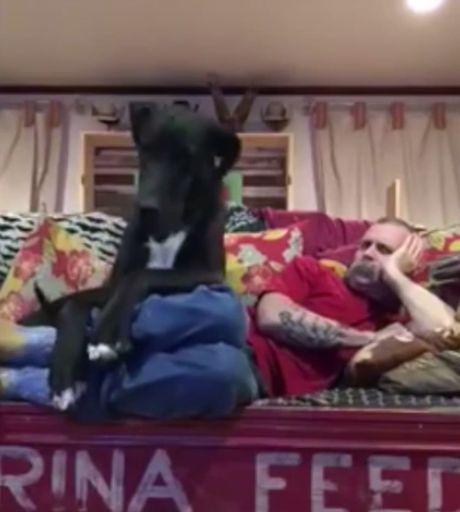 【面白動画】グレート・デーン犬が大きな体を持て余し、飼い主さんとリラックスして寝ころべない