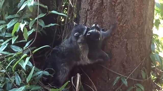 【動画】アライグマのお母さんによる木登り特訓