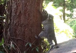 【動画】アライグマのお母さんによる木登り特訓